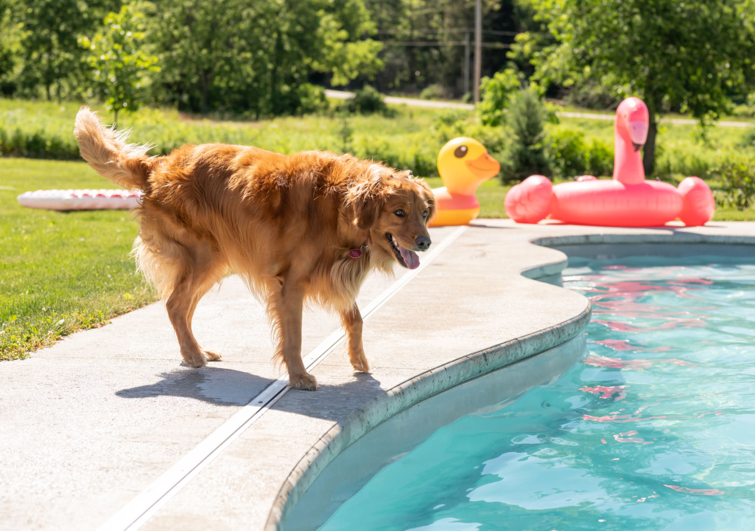 Fiberglass store dog pool